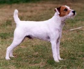 Parson-Russell-Terrier-276x225